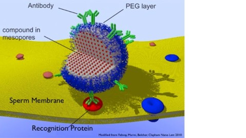 Contraception: Using Nanotechnology to Create a Gel Contraceptive