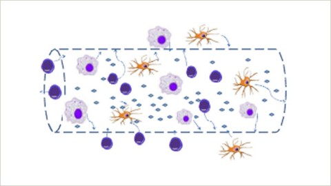 Preventing Infectious Disease: Creating a Synthetic Lymph Node