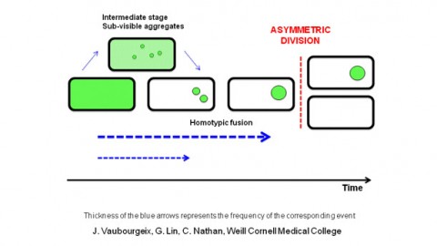 Researching How Latent Tuberculosis Works Researching How Latent Tuberculosis Works