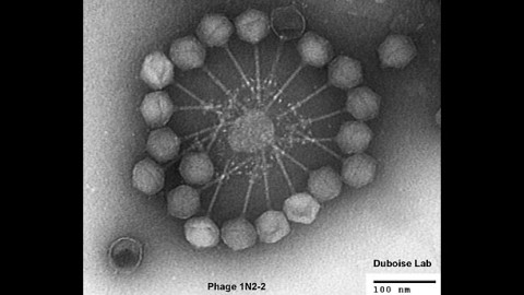 New Global Health Solutions: Using Extremophile Bacteria to Produce Vaccines