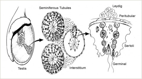 Contraception: Working Toward a New Male Contraceptive Pill